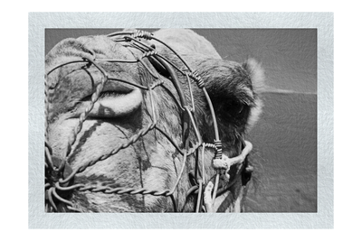A Beast of Burden Close-up - Monochrome Fine Art Print - Wildlife Category