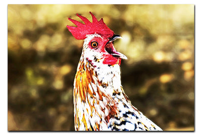 Surprised Hen - Acrylic Print - Wildlife Category