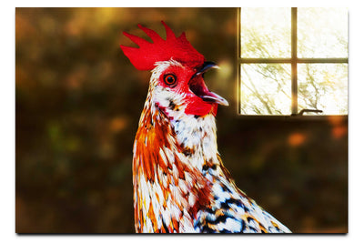 Surprised Hen - Acrylic Print - Wildlife Category