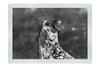 Surprised Hen - Monochrome Fine Art Print - Wildlife Category