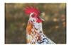 Surprised Hen - Canvas Print - Wildlife Category