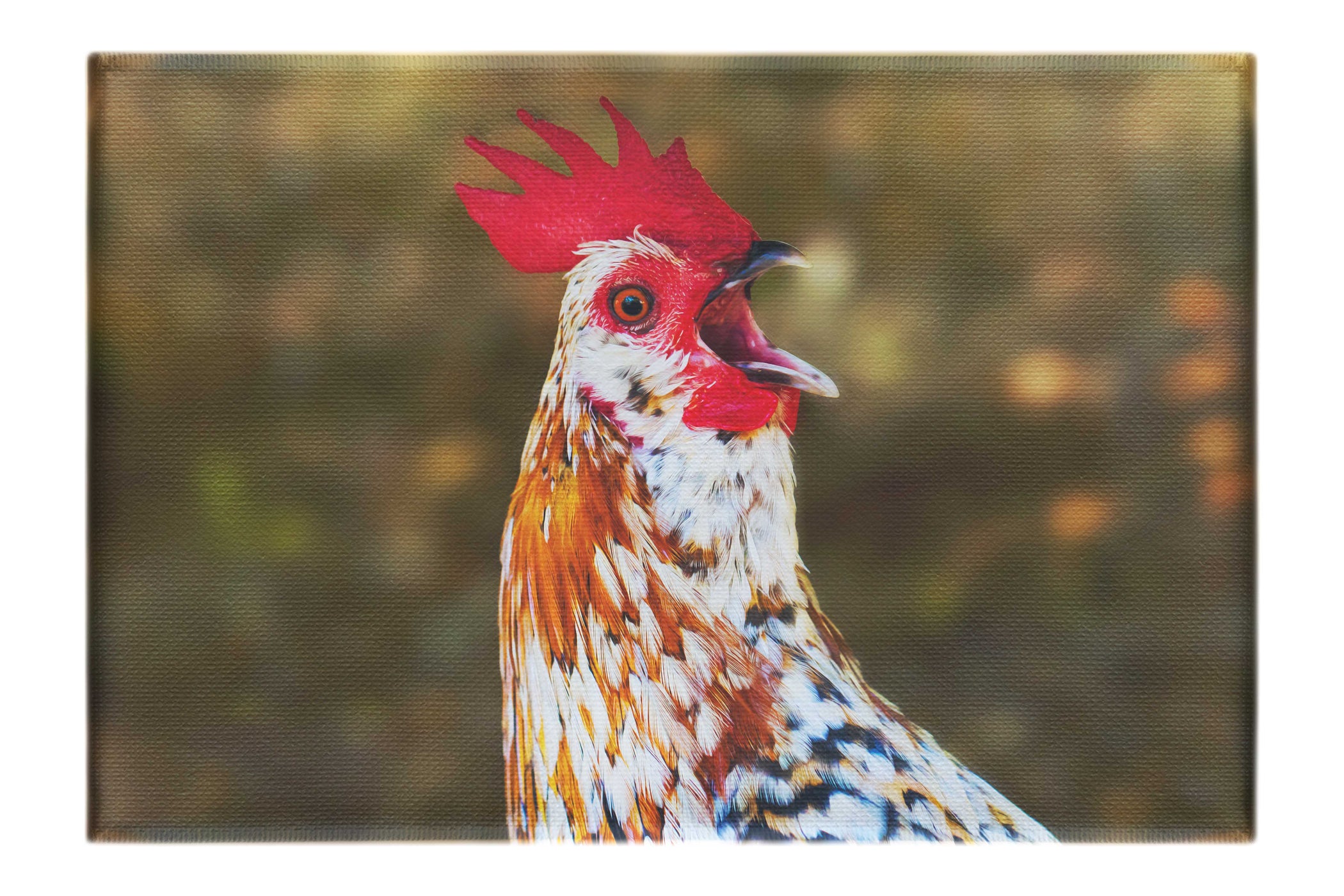 Surprised Hen - Canvas Print - Wildlife Category