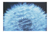 Blue Dandelion - Canvas Print - Flowers & Plants Category