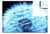 Blue Dandelion - Acrylic Print - Flowers & Plants Category