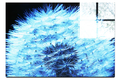 Blue Dandelion - Acrylic Print - Flowers & Plants Category