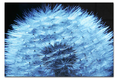 Blue Dandelion - Acrylic Print - Flowers & Plants Category
