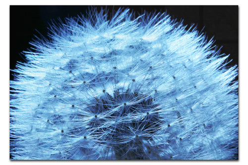Blue Dandelion - Acrylic Print - Flowers & Plants Category