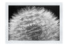 Blue Dandelion - Monochrome Fine Art Print - Flowers & Plants Category