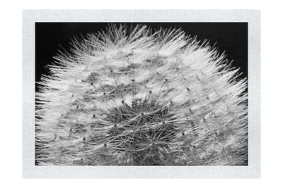 Blue Dandelion - Monochrome Fine Art Print - Flowers & Plants Category