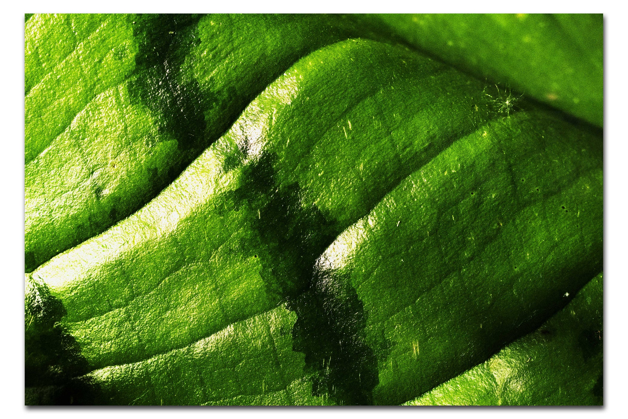 Emerald Textures: Leaf in Detail - Acrylic Print - Abstract Category