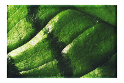 Emerald Textures: Leaf in Detail - Canvas Print - Abstract Category