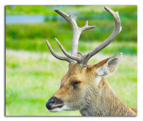 Spring Deer - Acrylic Print - Wildlife Category