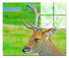 Spring Deer - Acrylic Print - Wildlife Category