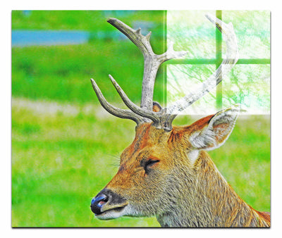 Spring Deer - Acrylic Print - Wildlife Category