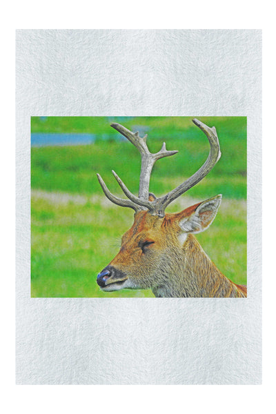 Spring Deer - Fine Art Print - Wildlife Category
