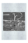Spring Deer - Monochrome Fine Art Print - Wildlife Category