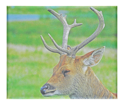 Spring Deer - Canvas Print - Wildlife Category