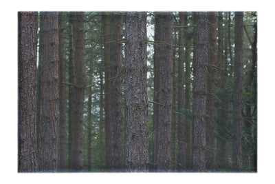 Dove Dale Trees - Canvas Print - Flowers & Plants Category