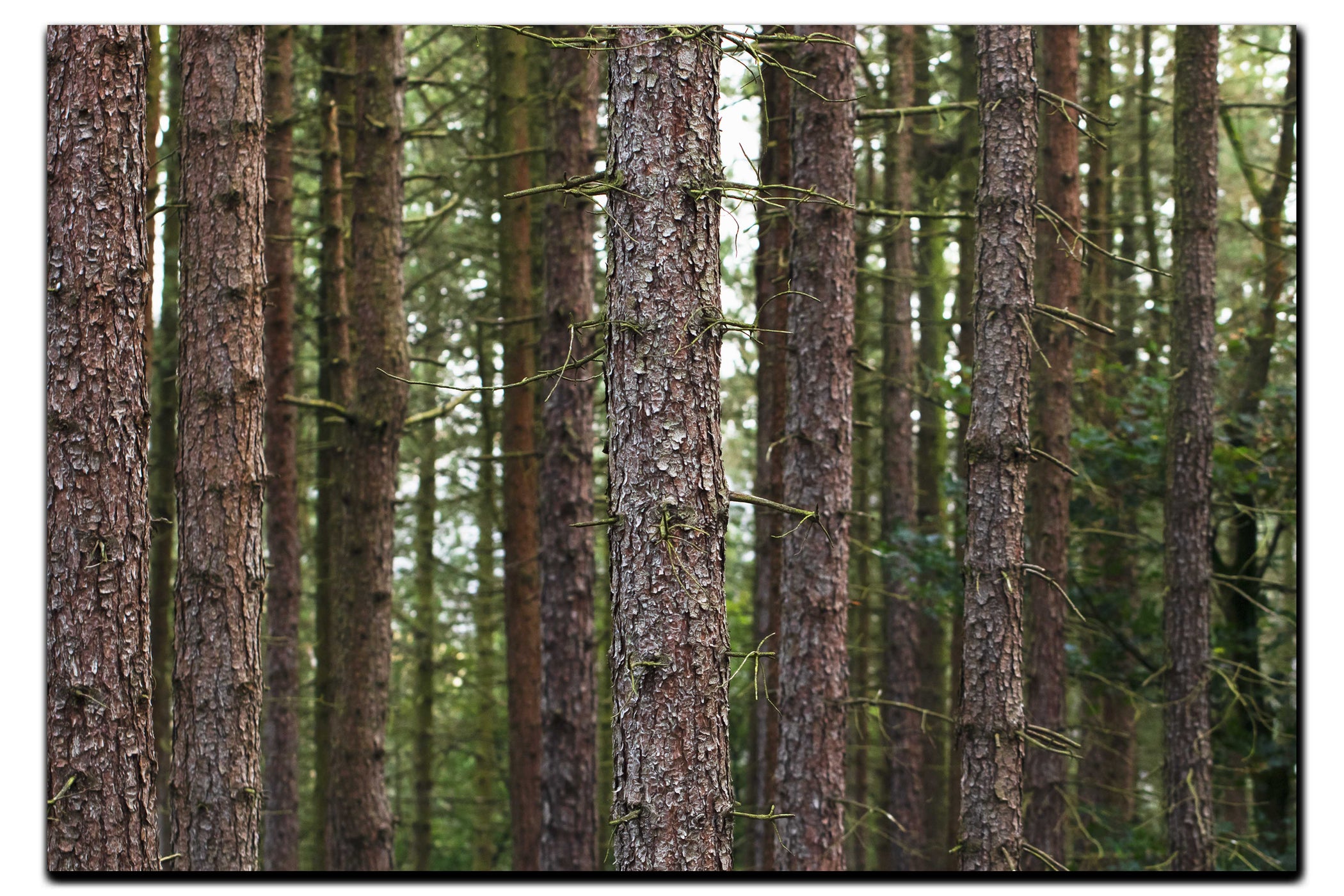 Dove Dale Trees - Acrylic Print - Flowers & Plants Category