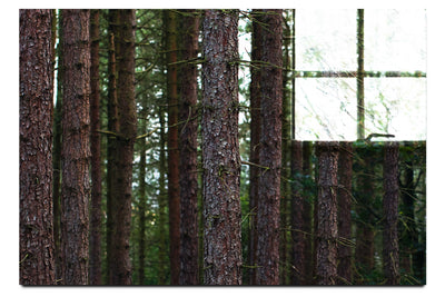 Dove Dale Trees - Acrylic Print - Flowers & Plants Category