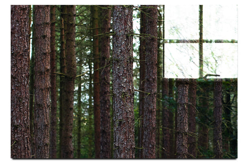 Dove Dale Trees - Acrylic Print - Flowers & Plants Category