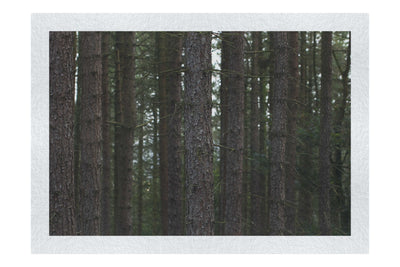 Dove Dale Trees - Fine Art Print - Flowers & Plants Category