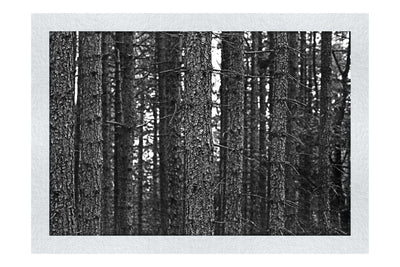 Dove Dale Trees - Monochrome Fine Art Print - Flowers & Plants Category