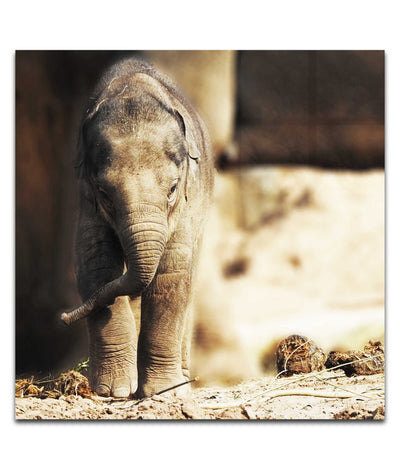 Baby Elephant - Acrylic Print - Wildlife Category