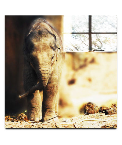 Baby Elephant - Acrylic Print - Wildlife Category