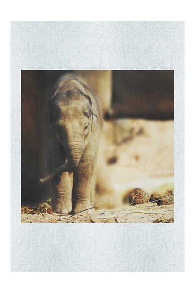 Baby Elephant - Fine Art Print - Wildlife Category