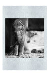 Baby Elephant - Monochrome Fine Art Print - Wildlife Category