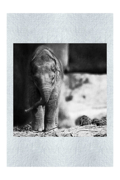 Baby Elephant - Monochrome Fine Art Print - Wildlife Category