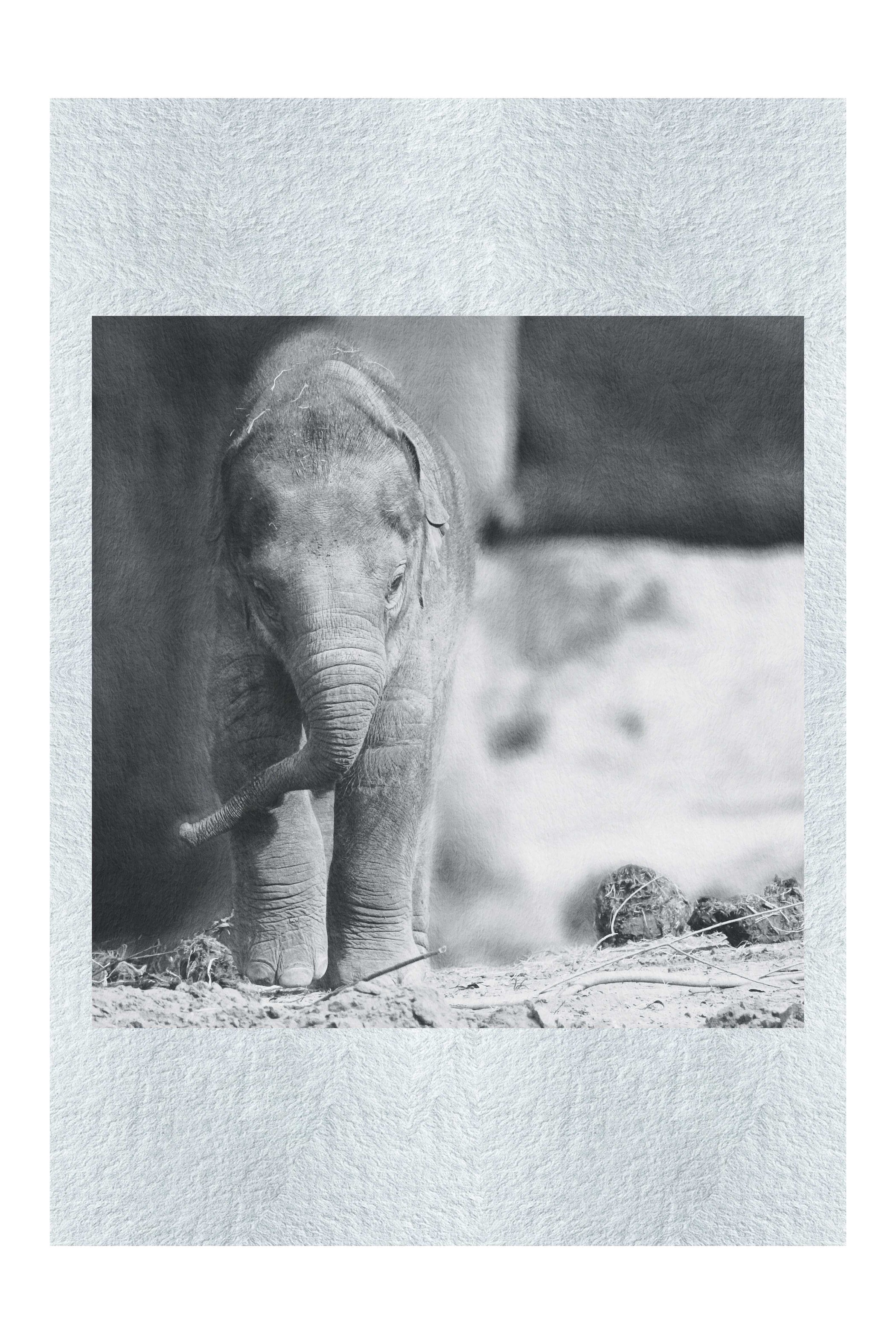 Baby Elephant - Monochrome Fine Art Print - Wildlife Category