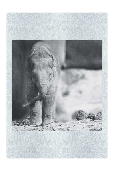 Baby Elephant - Monochrome Fine Art Print - Wildlife Category