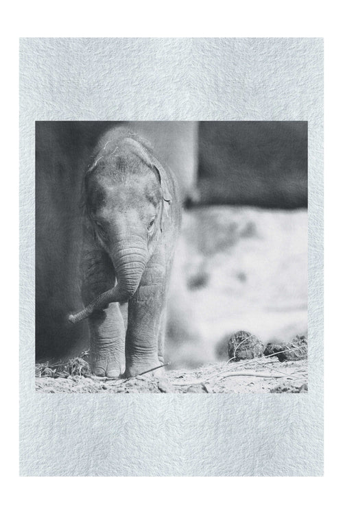 Baby Elephant - Monochrome Fine Art Print - Wildlife Category