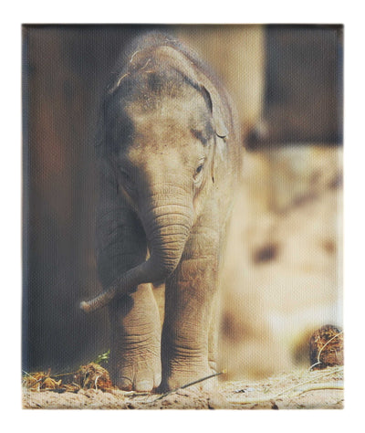 Baby Elephant - Canvas Print - Wildlife Category