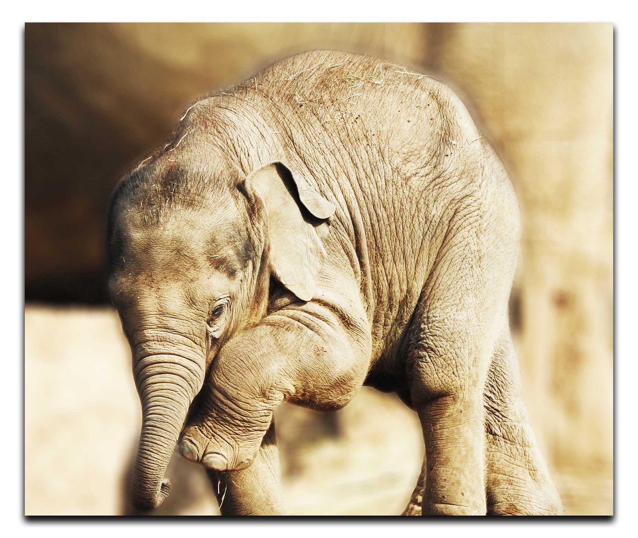 Baby Elephant II - Acrylic Print - Wildlife Category