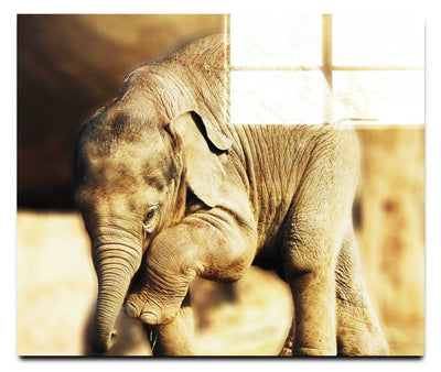 Baby Elephant II - Acrylic Print - Wildlife Category