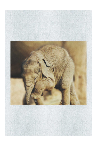 Baby Elephant II - Fine Art Print - Wildlife Category