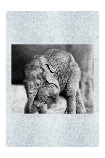 Baby Elephant II - Monochrome Fine Art Print - Wildlife Category