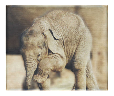 Baby Elephant II - Canvas Print - Wildlife Category