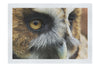 Barn Owl Portrait - Fine Art Print - Wildlife Category