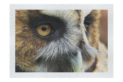Barn Owl Portrait - Fine Art Print - Wildlife Category