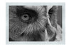 Barn Owl Portrait - Monochrome Fine Art Print - Wildlife Category