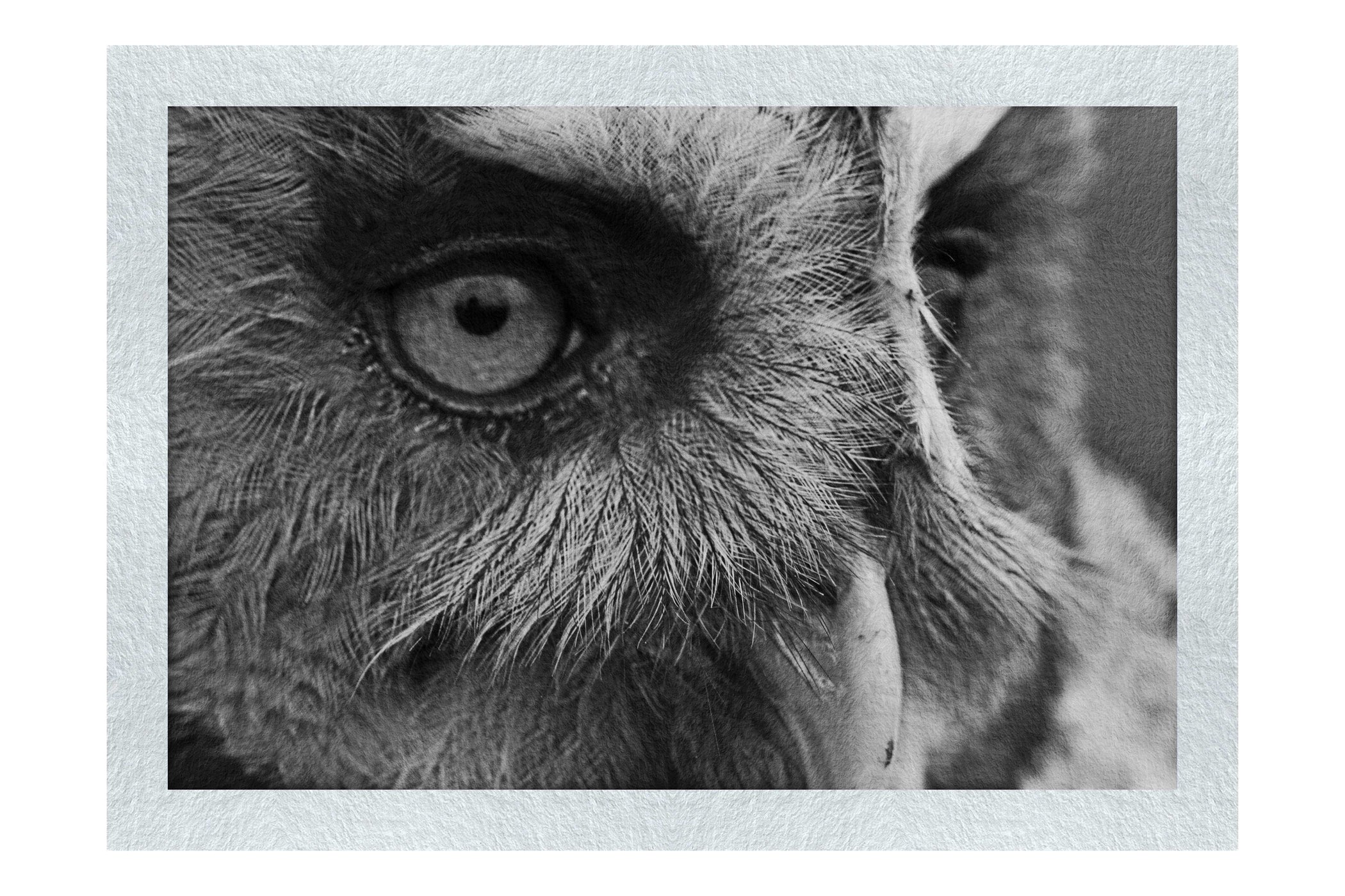 Barn Owl Portrait - Monochrome Fine Art Print - Wildlife Category