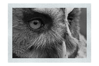 Barn Owl Portrait - Monochrome Fine Art Print - Wildlife Category