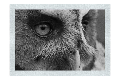Barn Owl Portrait - Monochrome Fine Art Print - Wildlife Category
