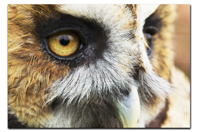 Barn Owl Portrait - Acrylic Print - Wildlife Category