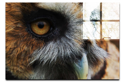 Barn Owl Portrait - Acrylic Print - Wildlife Category