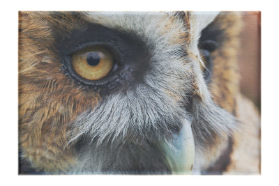 Barn Owl Portrait - Canvas Print - Wildlife Category